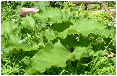 Burdock root is a natural remedy for eczema and psoriasis