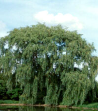 Willow bark is used in the treatment of rheumatism